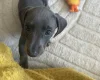 Dachshund (Smooth Haired)