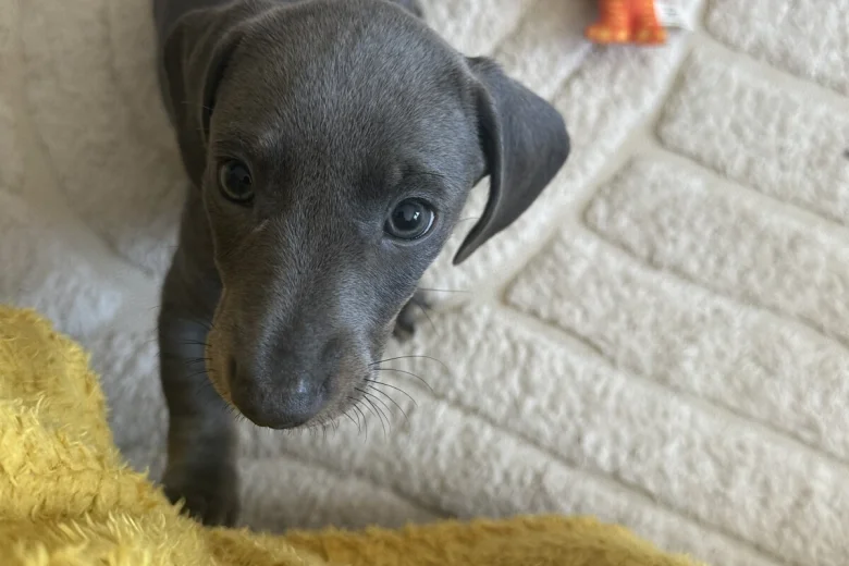 Dachshund (Smooth Haired)