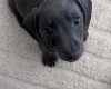 Dachshund (Smooth Haired)