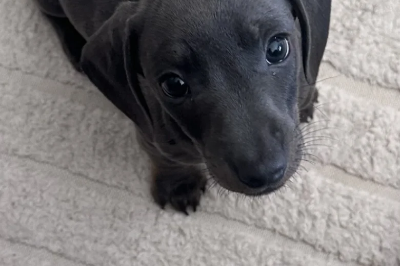 Dachshund (Smooth Haired)