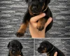 Doberman