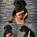 Doberman