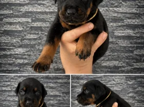 Doberman
