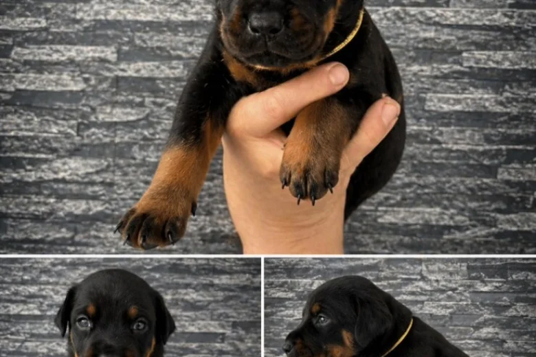 Doberman