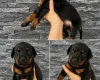 Doberman