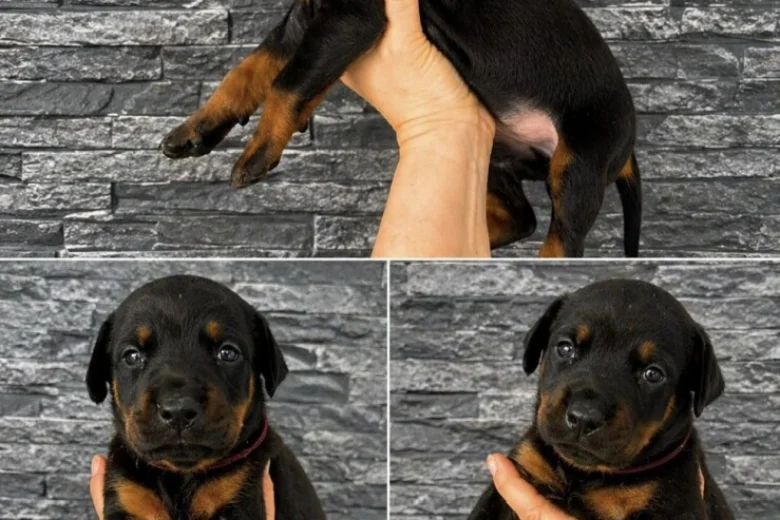 Doberman