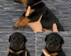 Doberman