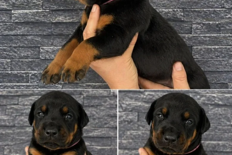 Doberman