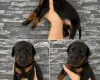 Doberman