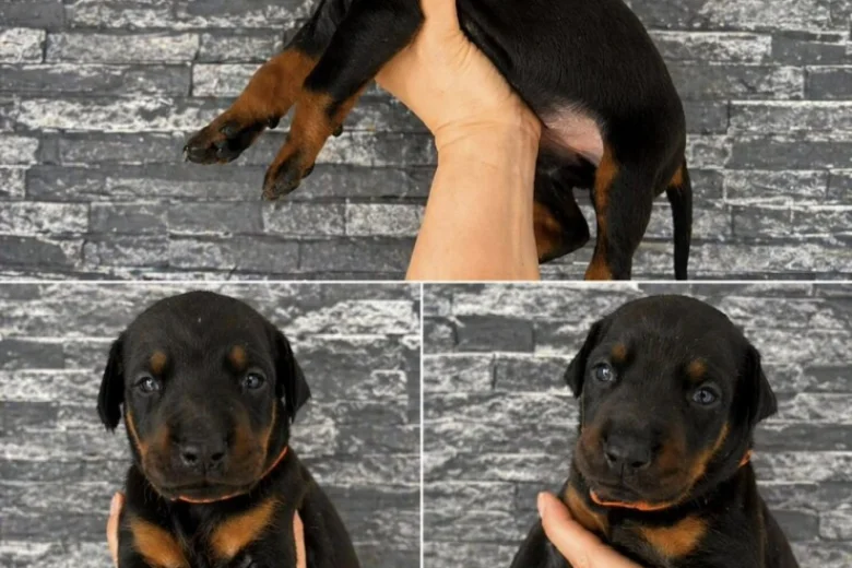 Doberman