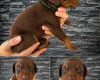 Doberman