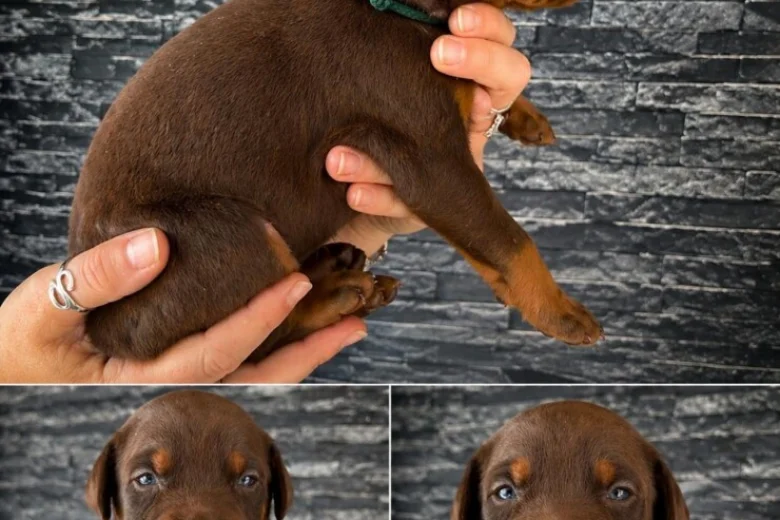 Doberman