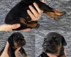 Doberman