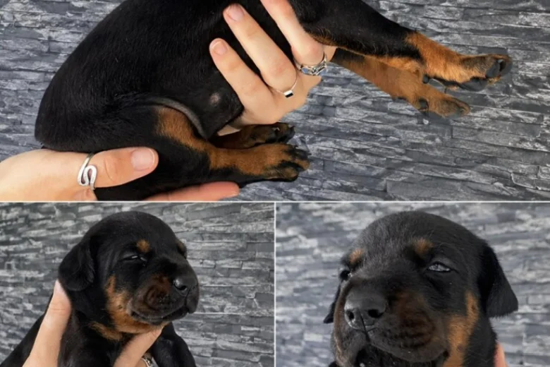Doberman