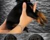 Doberman