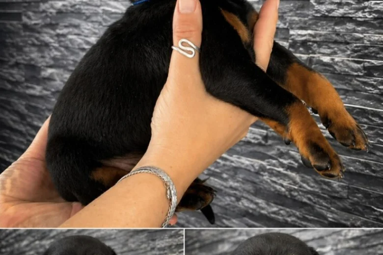 Doberman