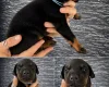 Doberman