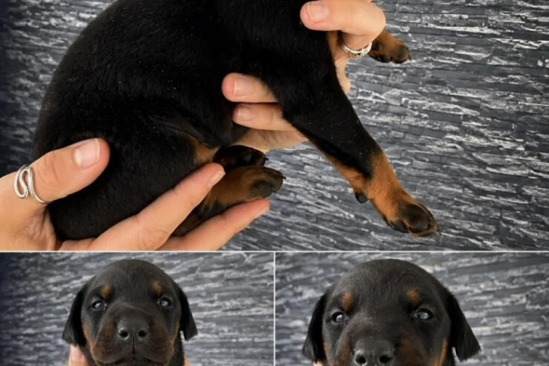 Doberman