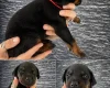 Doberman