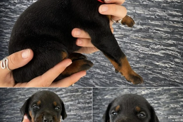 Doberman