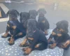 Doberman