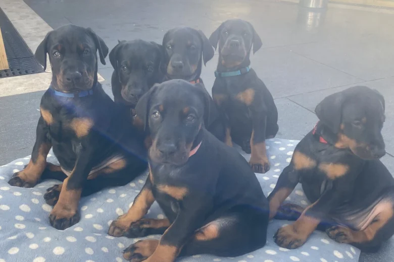 Doberman