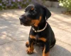 Doberman