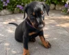Doberman