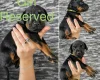 Doberman