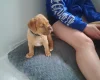 Dogue De Bordeaux
