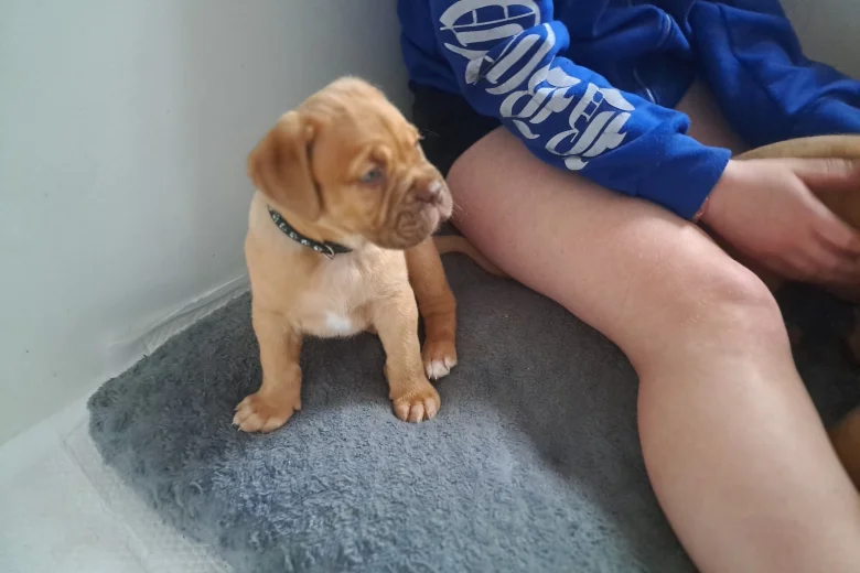 Dogue De Bordeaux