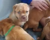 Dogue De Bordeaux