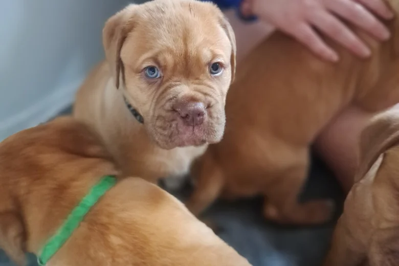 Dogue De Bordeaux