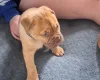 Dogue De Bordeaux