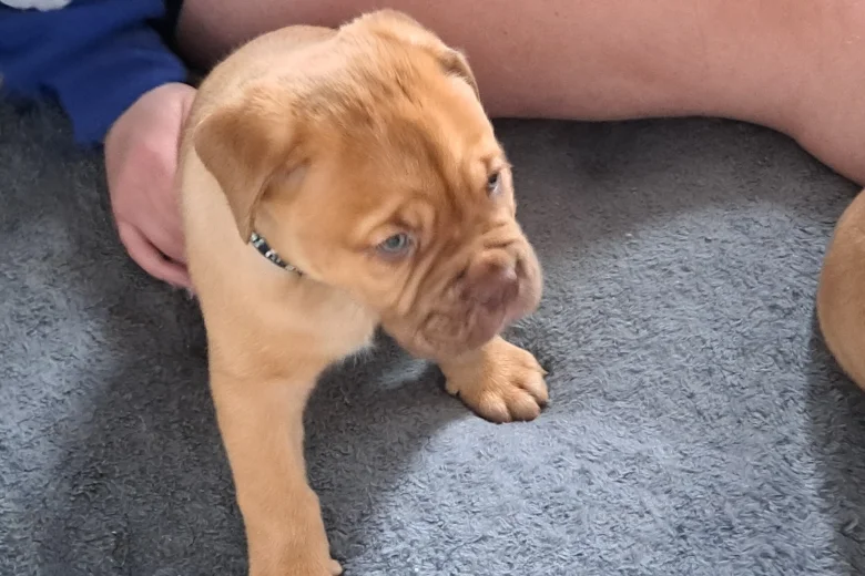 Dogue De Bordeaux