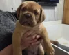 Dogue De Bordeaux