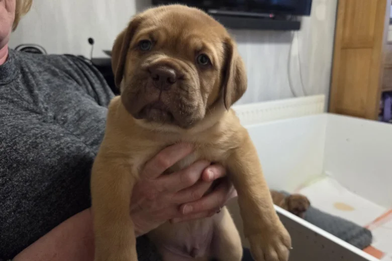 Dogue De Bordeaux