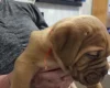 Dogue De Bordeaux