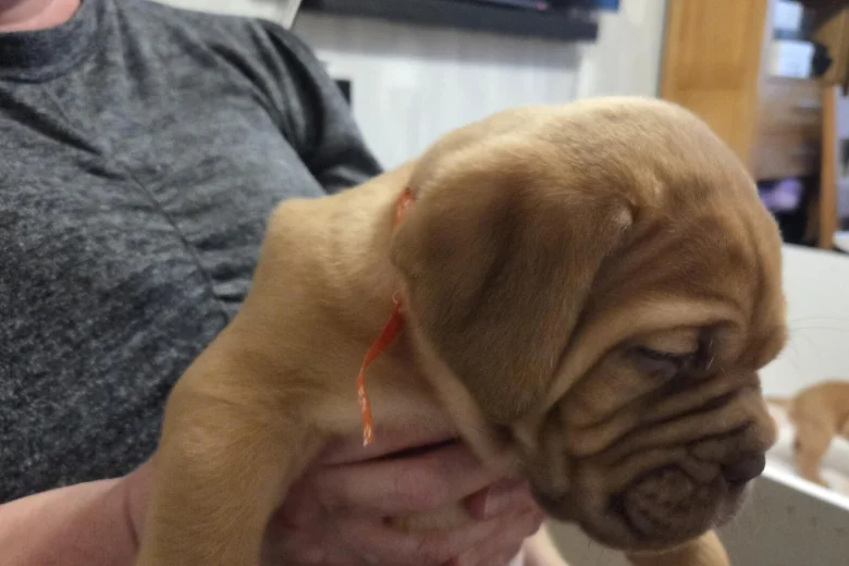 Dogue De Bordeaux