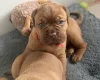 Dogue De Bordeaux