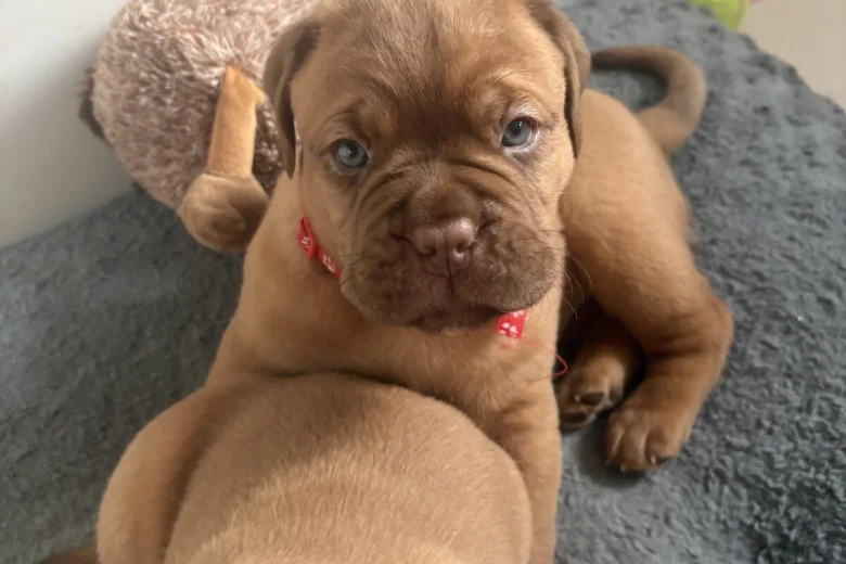 Dogue De Bordeaux