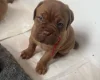 Dogue De Bordeaux