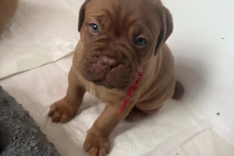 Dogue De Bordeaux