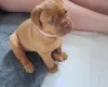 Dogue De Bordeaux