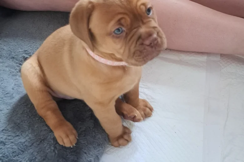 Dogue De Bordeaux
