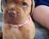 Dogue De Bordeaux