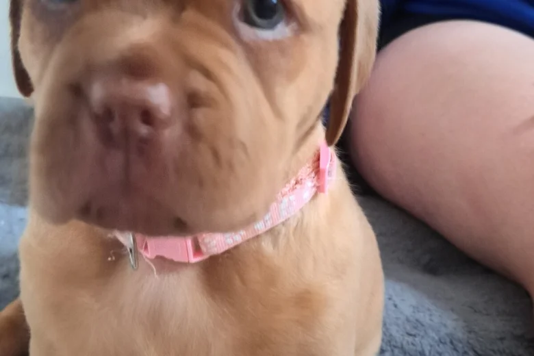 Dogue De Bordeaux