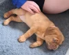 Dogue De Bordeaux