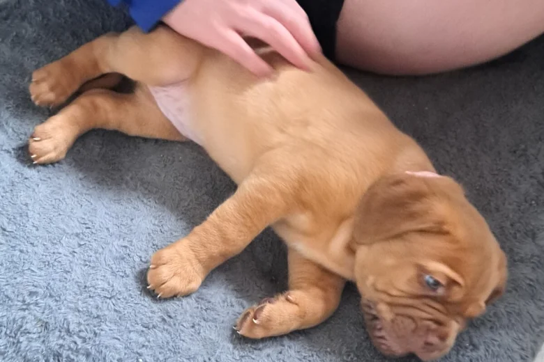 Dogue De Bordeaux