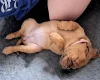 Dogue De Bordeaux